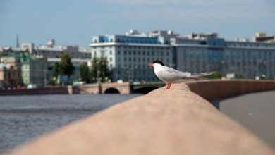 Photo of Петербург вошел в топ-10 городов
