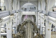 Photo of Питерские музеи представляют новые экспозиции